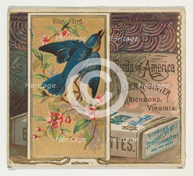 Bluebird, from the Birds of America series (N37) for Allen & Ginter Cigarettes, 1888. Creator: Allen & Ginter.