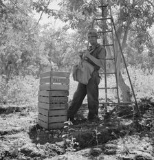 Migrant fruit picker (single) takes rest in the mid-morning, Yakima Valley, Washington, 1939. Creator: Dorothea Lange.
