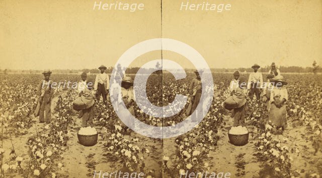 Picking cotton, group posing in the field, (1868-1900?). Creator: J. N. Wilson.