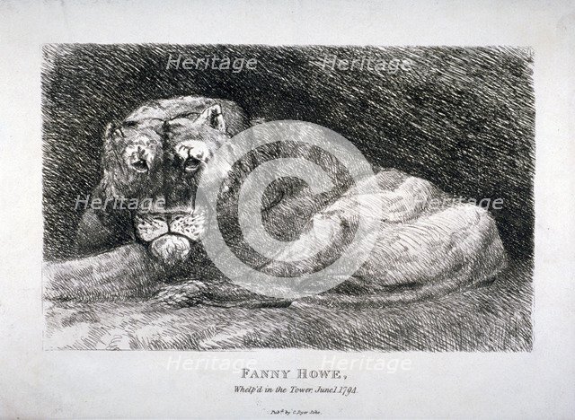 'Fanny Howe, whelp'd in the Tower', 1794. Artist: Anon