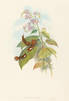 Selashorus scintilla (Scintillant Hummingbird). Creators: John Gould, Henry Constantine Richter.