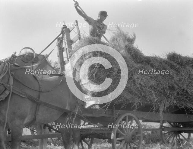 The threshing of oats, Clayton, Indiana, south of Indianapolis, 1936. Creator: Dorothea Lange.