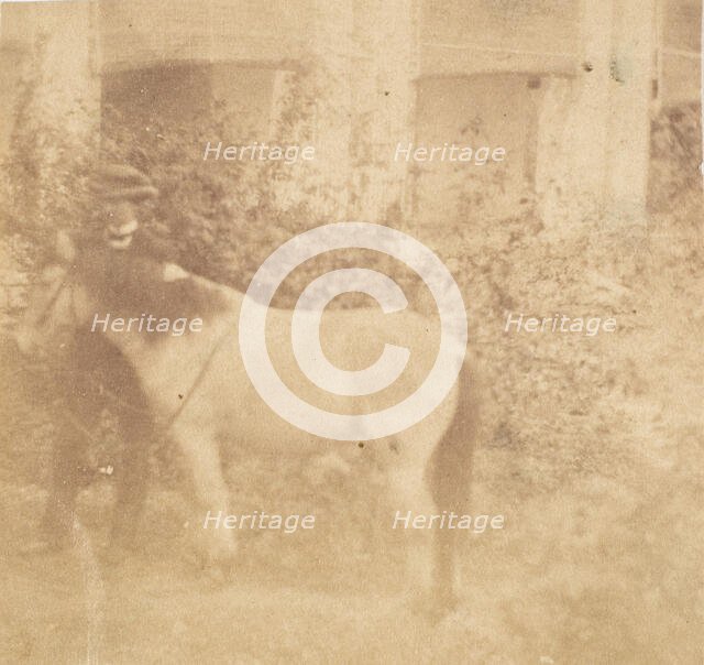 [Man and Horse, Government House, Allahabad], 1858. Creator: John Constantine Stanley.