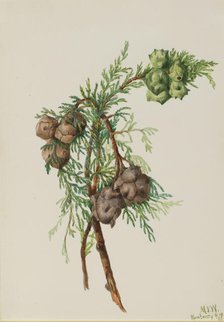 Monterey Cypress (Cupressus macrocarpa), 1936. Creator: Mary Vaux Walcott.