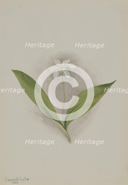 Queencup (Clintonia uniflora), 1902. Creator: Mary Vaux Walcott.