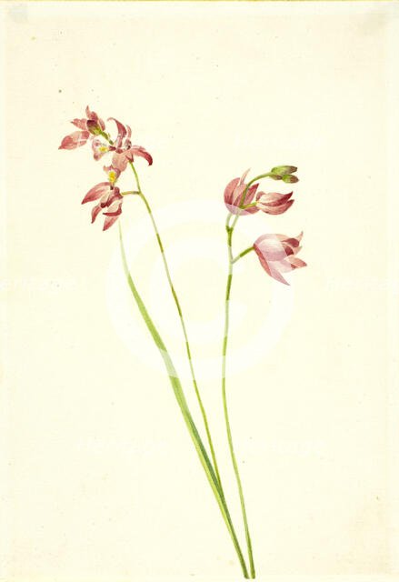 Grass-pink Orchid (Limodorum tuberosum), n.d. Creator: Mary Vaux Walcott.