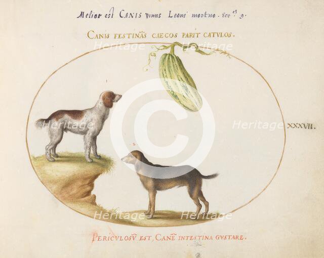 Animalia Qvadrvpedia et Reptilia (Terra): Plate XXXVII, c. 1575/1580. Creator: Joris Hoefnagel.