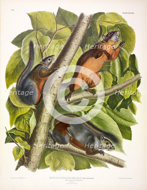 Red-Bellied Squirrel, Sciurus Feruginiventris, 1845.