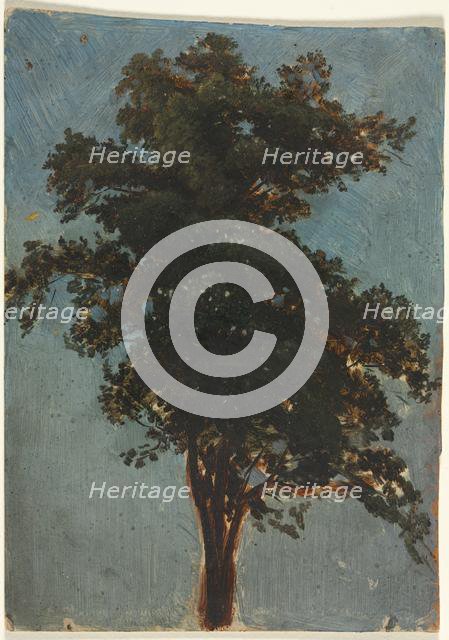 Tree Study, second third 1800s. Creator: Alexandre Calame (Swiss, 1810-1864), attributed to.
