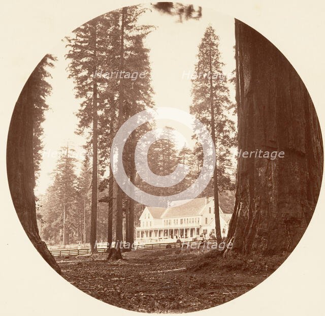 W. C. Bryant - Calaveras Grove, ca. 1878. Creator: Carleton Emmons Watkins.