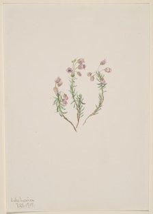 Heather (Phyllodoce intermedia), 1907. Creator: Mary Vaux Walcott.