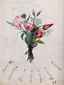 A bunch of flowers, the initial letters of which are shown to spell "Dorotea", c1890s.. Creator: Unknown.
