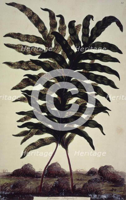 Enormous Polypody, c1759-c1772. Creator: John Hill.