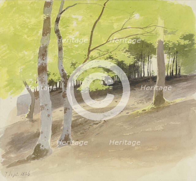 Forest section, 1856. Creator: Carl Theodor Reiffenstein.