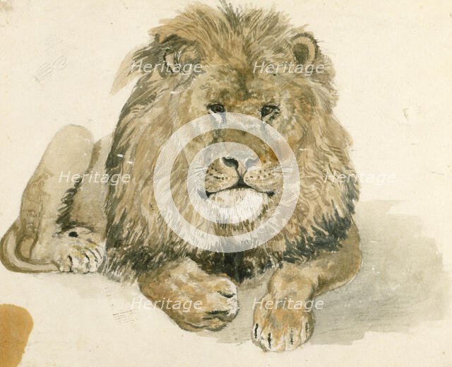 A lion at the Exeter 'Change, c1820. Creator: John Frederick Lewis.
