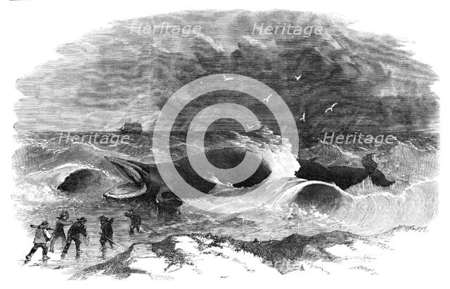 Whale stranded at Winterton, 1857. Creator: Unknown.