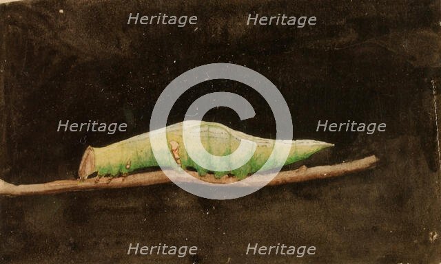 Larger Spotted Beach Leaf Edge Caterpillar..., late 19th-early 20th century. Creator: Emma Beach Thayer.