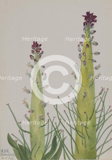 Squaw-Cabbage (Caulanthus inflatus), 1935. Creator: Mary Vaux Walcott.