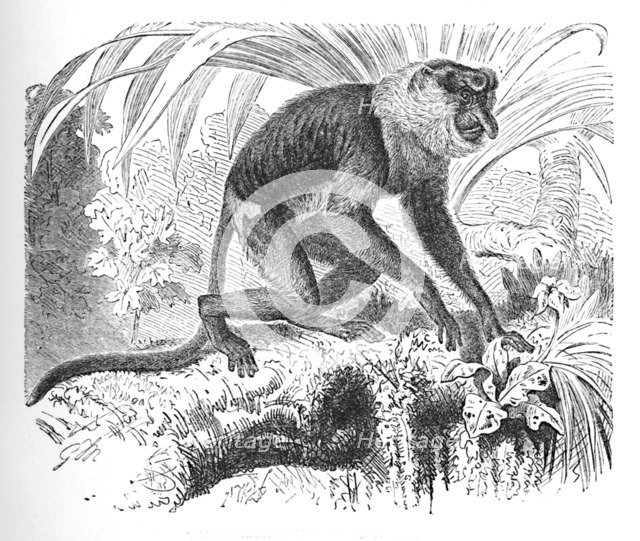 'Proboscis Monkey', c1900. Artist: Helena J. Maguire.