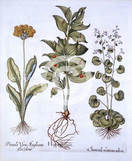 Hippoglossum, Cowslip and Sanicle/Snakeroot, from 'Hortus Eystettensis', by Basil Besler (1561-1629)