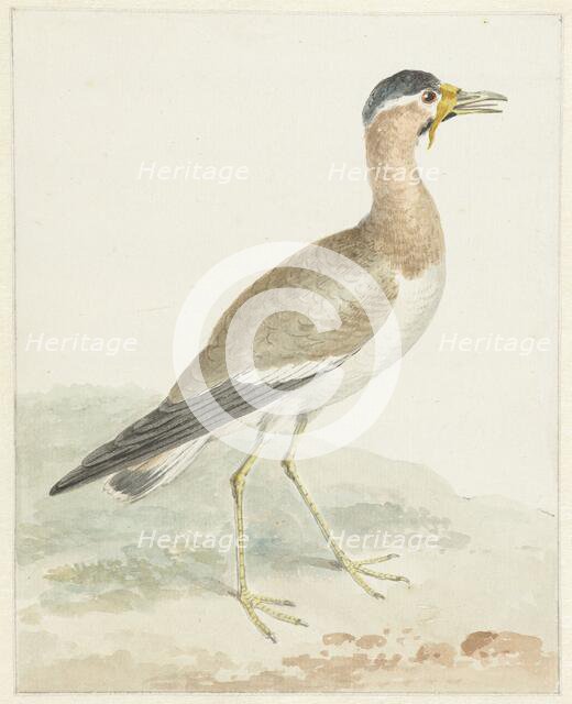 A Yellow-wattled Lapwing, 1720-1792. Creator: Aert Schouman.