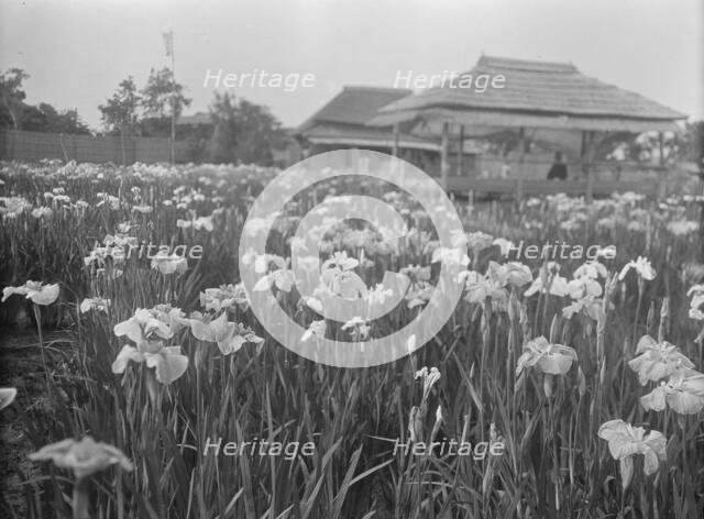 Travel views of Japan and Korea, 1908. Creator: Arnold Genthe.