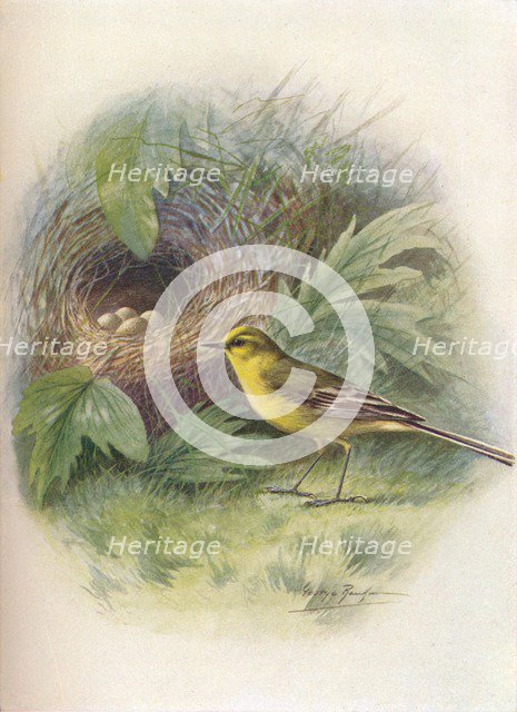 'Yellow Wagtail - Motacil'la rai'i', c1910, (1910). Artist: George James Rankin.