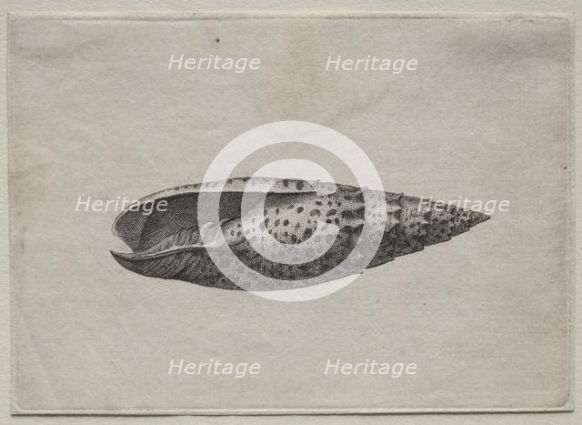 Shells: Mitra papalis L, c. 1640s. Creator: Wenceslaus Hollar (Bohemian, 1607-1677).