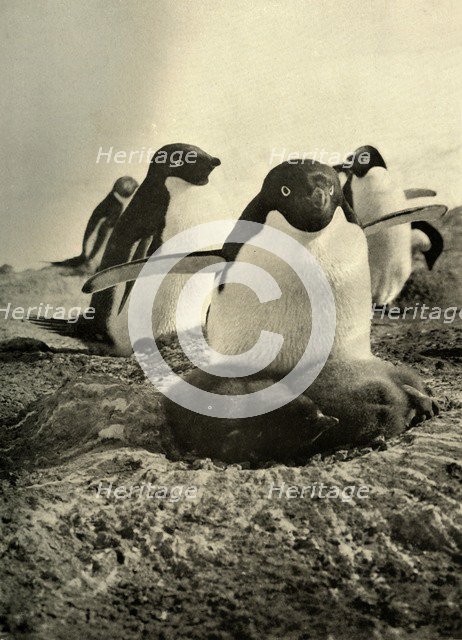 'Adelie Trying to Mother a Couple of Well-Grown Strangers', c1908, (1909).  Artist: Unknown.