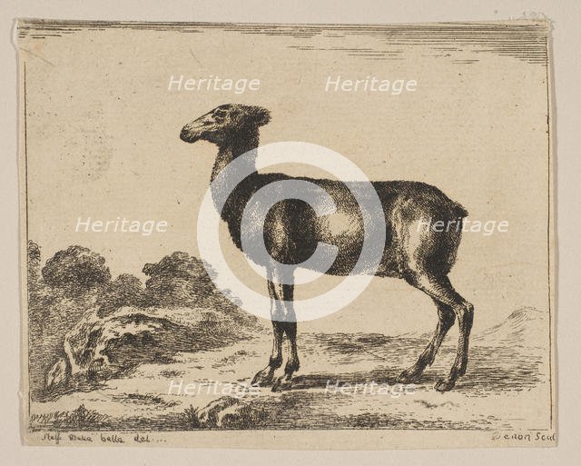 Plate 15: doe, from 'Various animals' (Diversi animali), after 1641. Creator: Unknown.