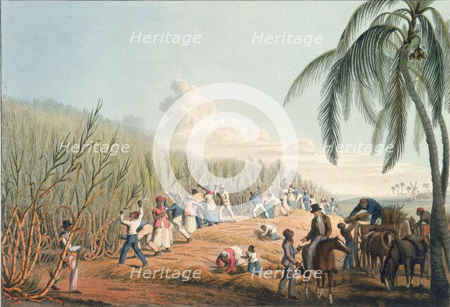 Slaves cutting sugar cane, Antigua, 1823. Creator: William Clark.