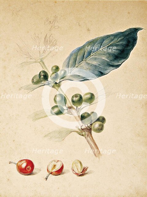 Coffee, c1818. Creator: Debret, Jean-Baptiste (1768-1848).