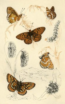 Fritillary butterflies, 19th century. Creator: Unknown.