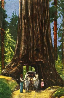 Giant Redwood in California, c1928. Creator: Unknown.