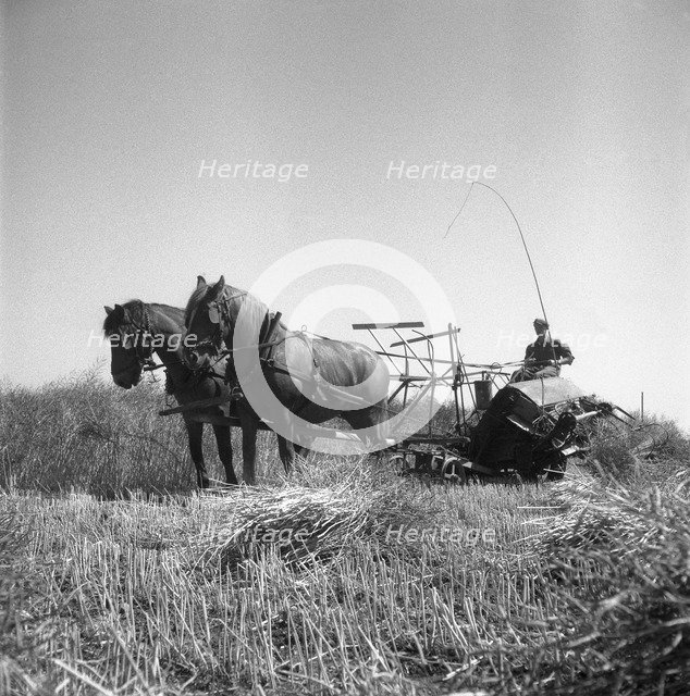 Harvesting oilseed rape, Sweden, 1945. Artist: Otto Ohm