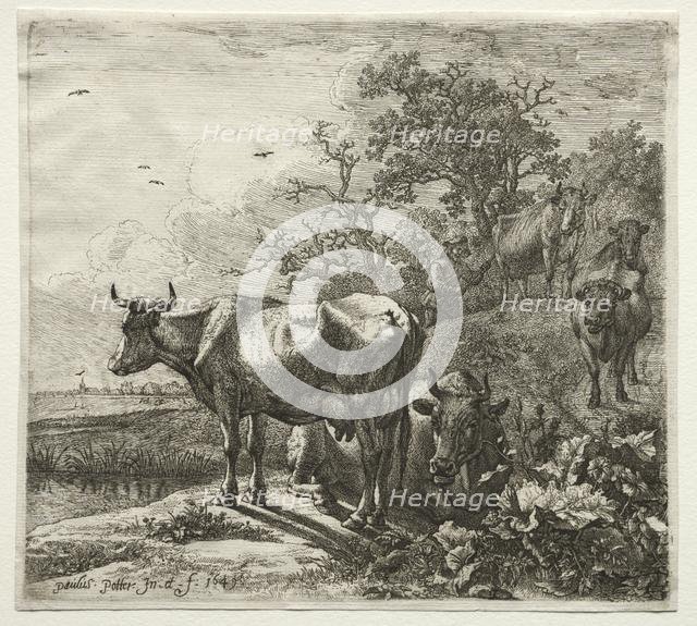 The Cowherd. Creator: Paulus Potter (Dutch, 1625-1654).
