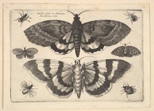 Two moths and six Insects, 1645. Creator: Wenceslaus Hollar.