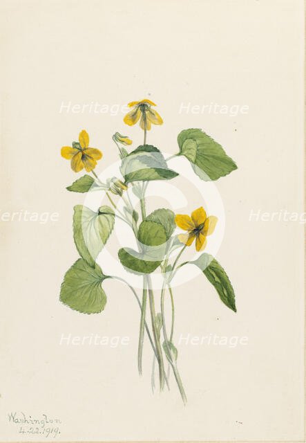 Smooth Yellow Violet (Viola eriocarpa), 1919. Creator: Mary Vaux Walcott.