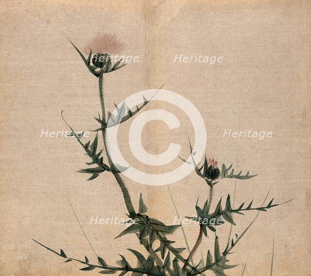 A thistle (Cirsium species): flowering stem. Creator: Unknown.