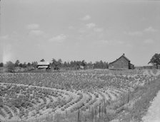 Sharecrop farm, Gaffney, South Carolina, 1937. Creator: Dorothea Lange.