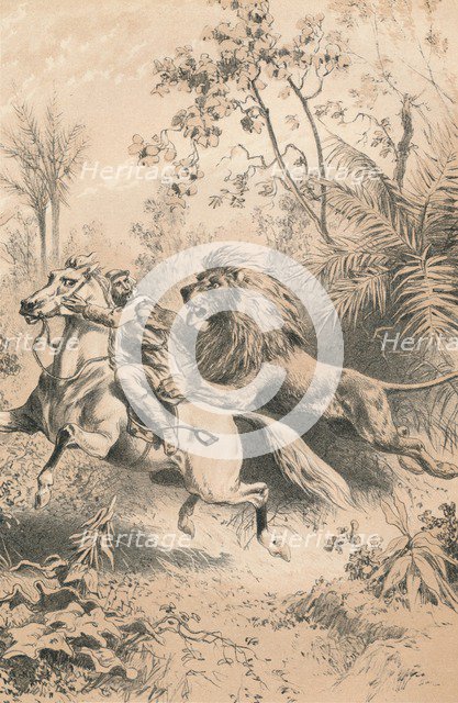 'African Traveller Attacked by A Lion', c1880. Artist: Unknown.