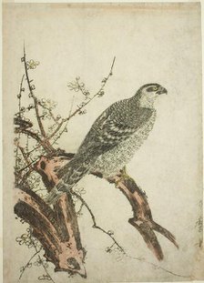 Hawk on a Plum Branch, Japan, c. 1796/1804. Creator: Kitagawa Utamaro.