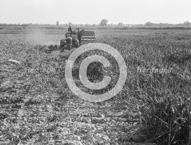 All-crop harvesting, Tulare County, California, 1938. Creator: Dorothea Lange.