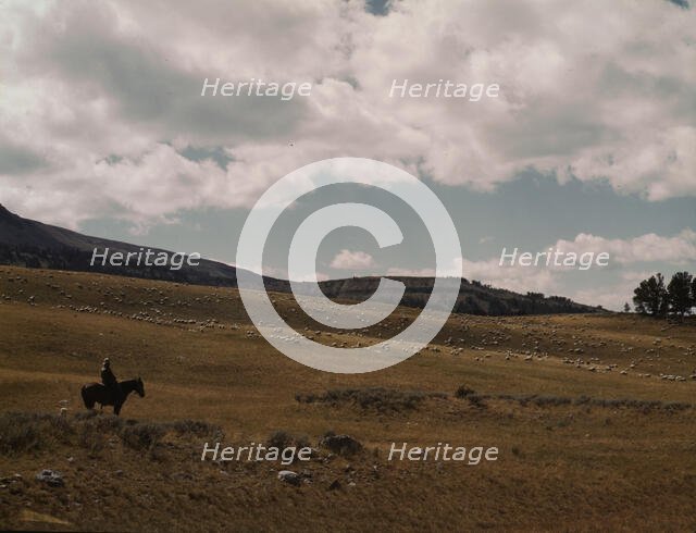 Herder with his flock of sheep on the Gravelly Range, Madison County, Montana, 1942. Creator: Russell Lee.