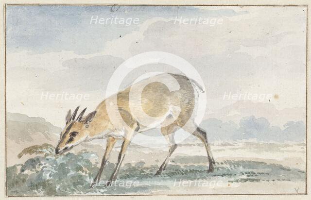 Guinea damsel goat or Sylvicapra Grimmia, 1765. Creator: Aert Schouman.