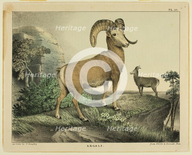 Argali, c.1830. Creator: Thomas Doughty.