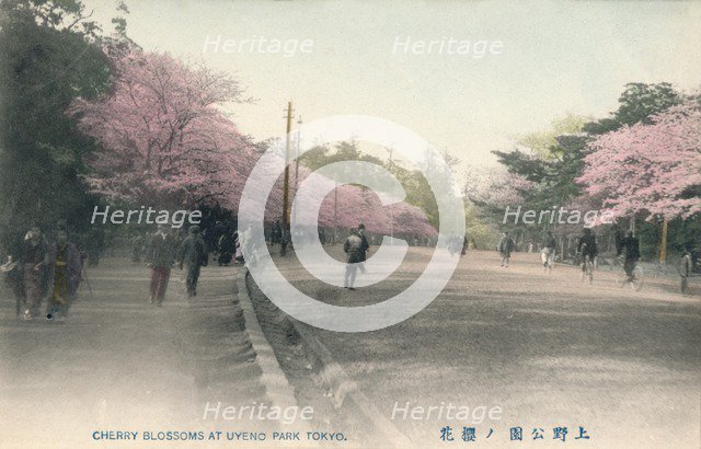 'Cherry Blossoms At Uyeno Park Tokyo', c1910. Artist: Unknown.