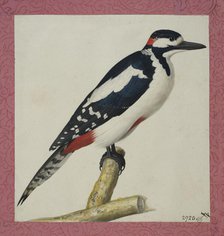 Woodpecker, 1653. Creator: Pieter Holsteyn the Younger.