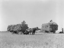 Harvesting oats, Clayton, Indiana, 1936. Creator: Dorothea Lange.