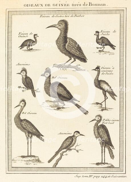 Oiseaux de Guinée tirés de Bosman. Creator: Unknown.